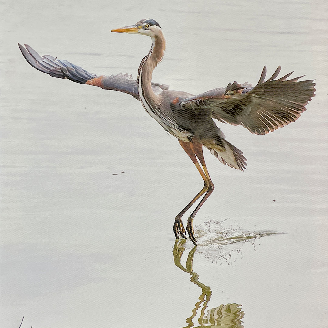 Les Sales crane 1080x1080